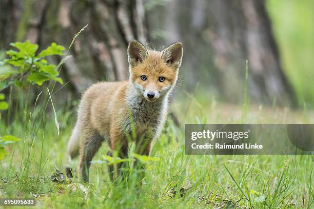 red fox, vulpes vulpes - cub stock pictures, royalty-free photos & images