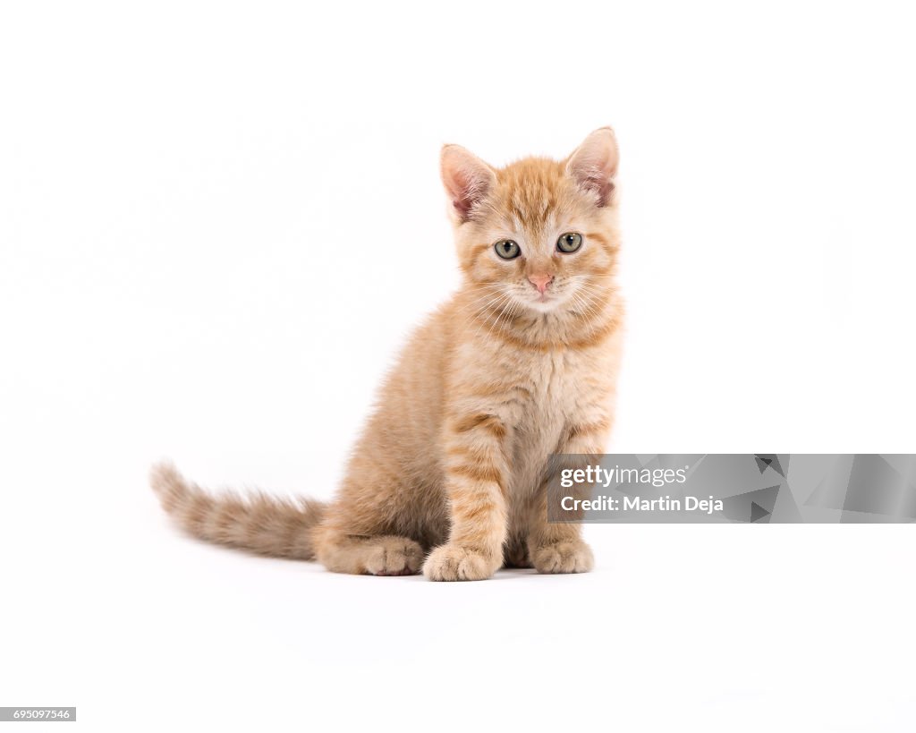 Small kitten posing