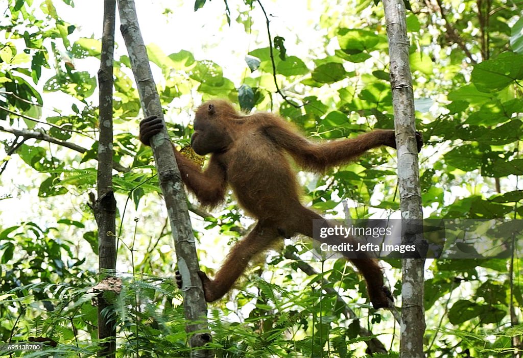 Environmental Activists Rescue Orangutan Stuck In Oil Palm Plantations