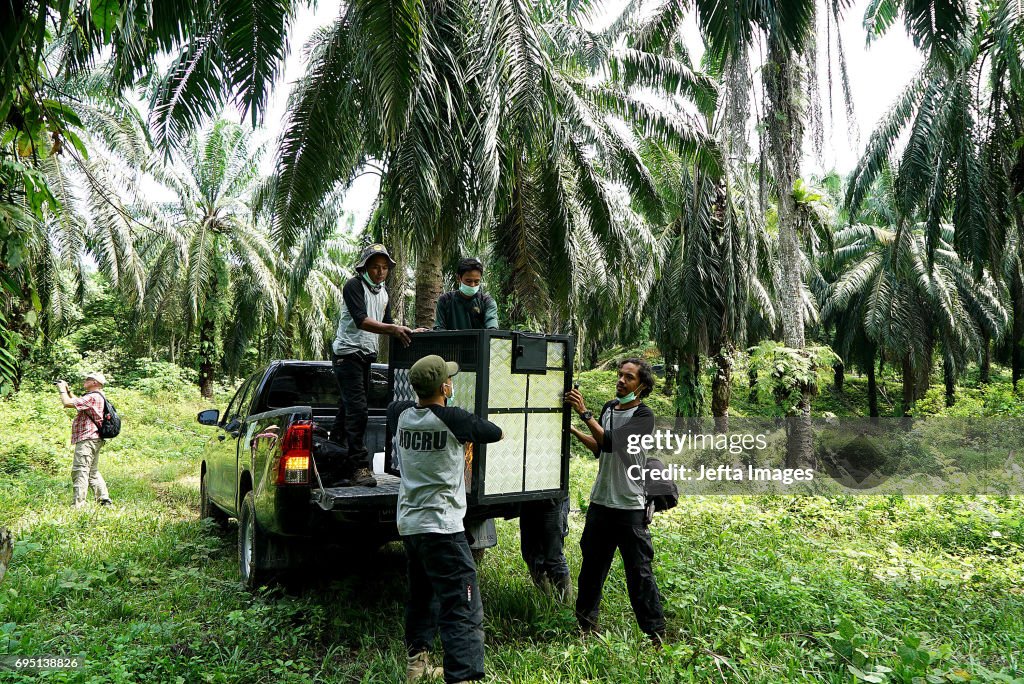 Environmental Activists Rescue Orangutan Stuck In Oil Palm Plantations