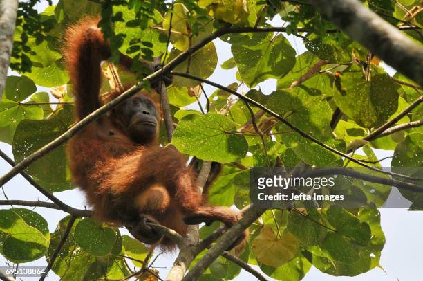 Environmental activists at 'The Human Orangutan Conflict Response Unit - Orangutan Information Center' saves the Sumatran orangutan trapped in oil...