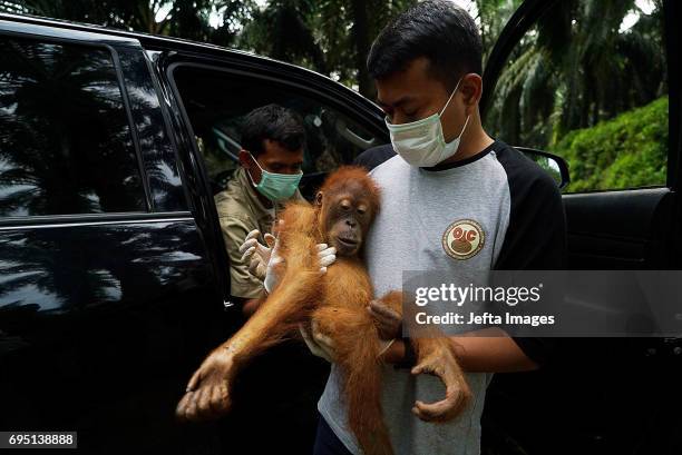 Environmental activists at 'The Human Orangutan Conflict Response Unit - Orangutan Information Center' saves the Sumatran orangutan trapped in oil...