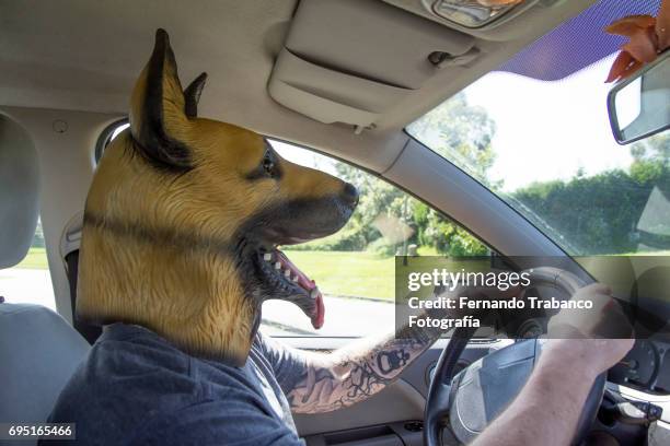 man with dog mask drives car - horrible car accidents foto e immagini stock