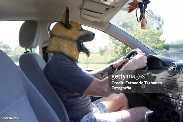 man with dog mask drives car - horrible car accidents stockfoto's en -beelden