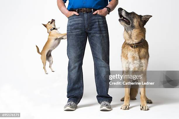 dogs jumping and at attention with trainer - pastore tedesco foto e immagini stock