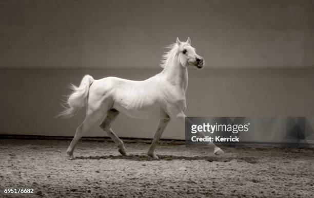 白い馬の��光の中には、誇りに思って繋駕速歩レース。 - arab horse ストックフォトと画像