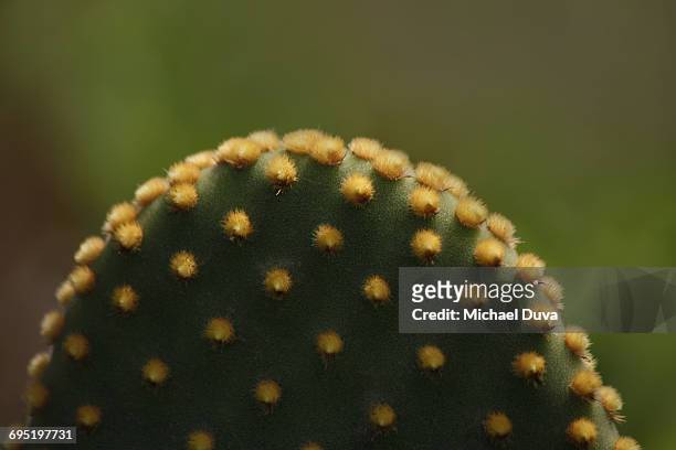 cactus close up - studded stock-fotos und bilder
