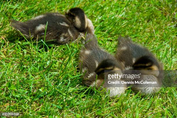 baby ducks - dennis mccoleman stock pictures, royalty-free photos & images