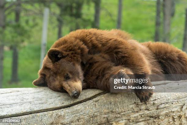 bear sleeping on a log - american black bear stock pictures, royalty-free photos & images