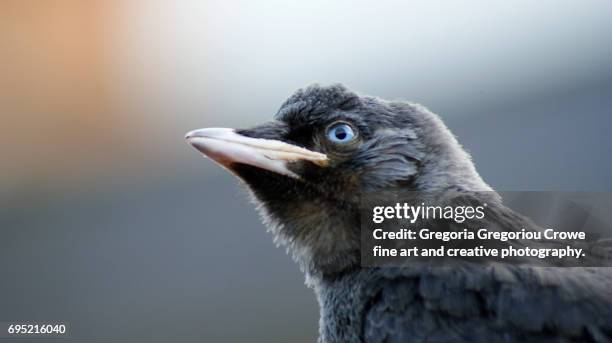 jackdaw - gregoria gregoriou crowe fine art and creative photography - fotografias e filmes do acervo