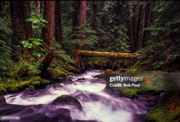 rushing water in pamilia creek, willamette national forest - willamette national forest stock pictures, royalty-free photos & images