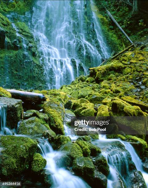 proxy falls  is located just east of mckenzie river off hwy 242 in the willamette national forest.  the falls is surrounded by moss covered logs. - willamette national forest stock pictures, royalty-free photos & images