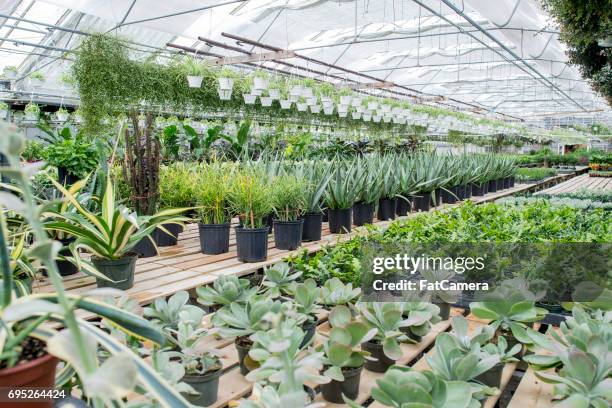 nursery - plant nursery stock pictures, royalty-free photos & images