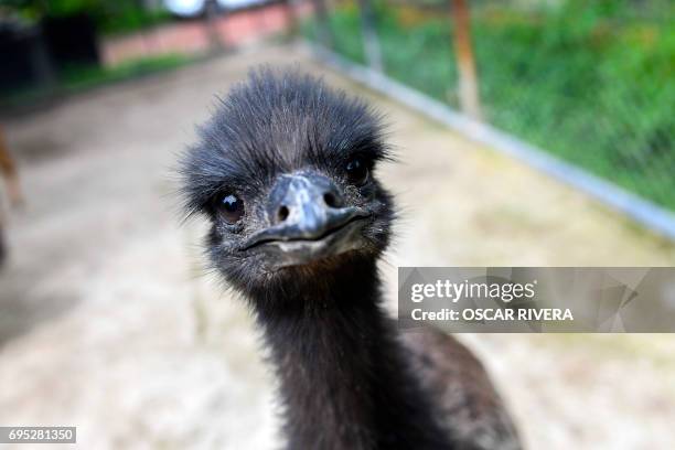 Picture of an emu at the National Zoo of El Salvador in San Salvador on June 12, 2017. Four emus were born through artificial incubation in the zoo...