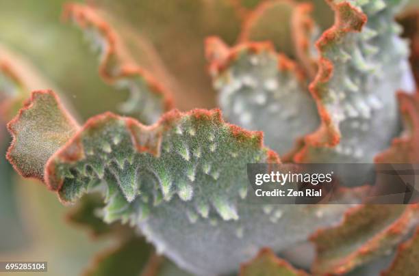 underside of leaves of kalanchoe beharensis, felt bush kalanchoe, elephant's ear kalanchoe, fang kalanchoe - ventrale kant stockfoto's en -beelden