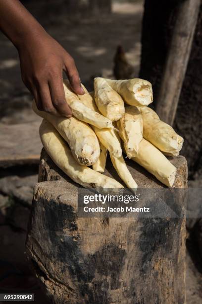 uncooked cassava - yuca tubérculo fotografías e imágenes de stock