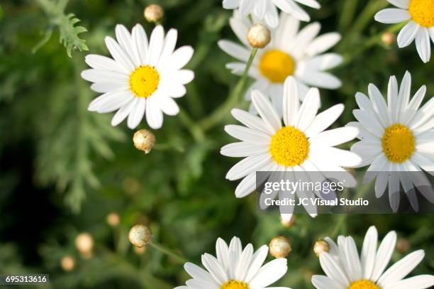 flowers of tanacetum cinerariifolium - tansy stock pictures, royalty-free photos & images