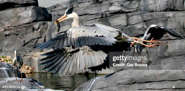 european grey heron fishing - gray heron stock-fotos und bilder