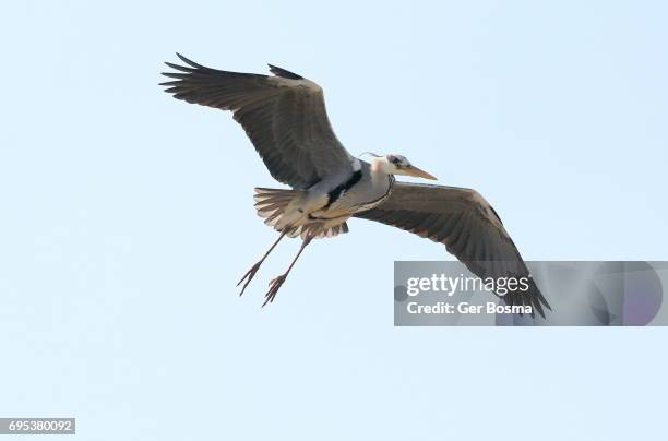 european grey heron in flight - gray heron stock pictures, royalty-free photos & images