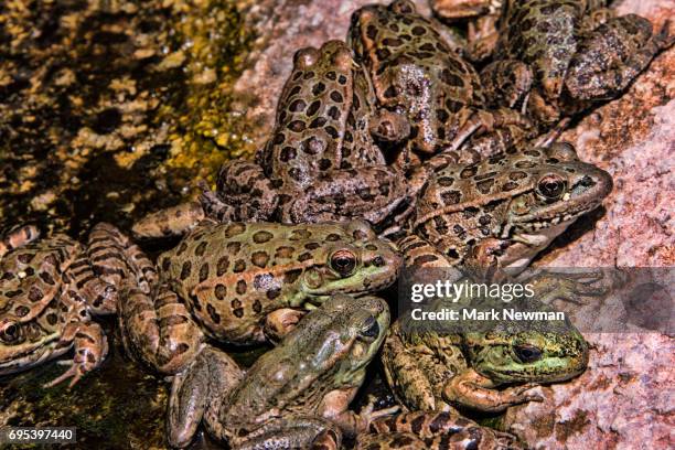 lowland leopard frog - frogs in wetlands stock-fotos und bilder