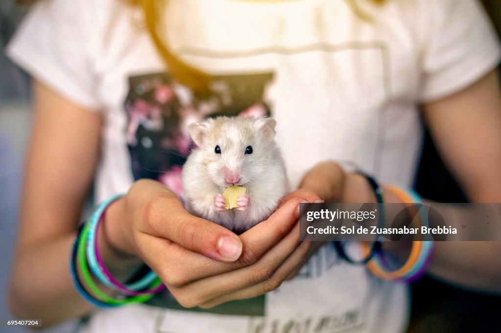 Little hamster eating cheese in a girl's hands