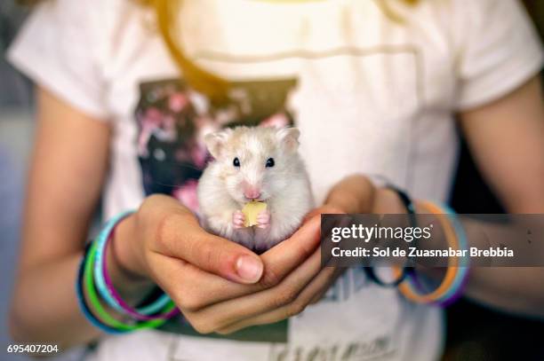 little hamster eating cheese in a girl's hands - huisdier stockfoto's en -beelden