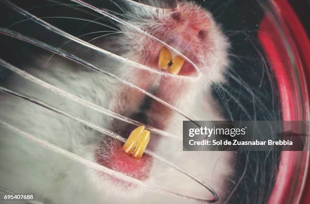 close-up of the teeth of a syrian hamster - chewing with mouth open stock pictures, royalty-free photos & images