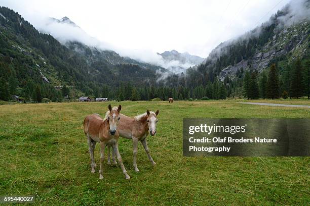 young haflinger horses on meadow in alpine valley - haflinger horse stock pictures, royalty-free photos & images