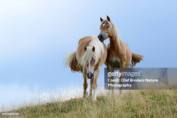 haflinger horses roaming free on alpine meadow - haflinger horse stock pictures, royalty-free photos & images
