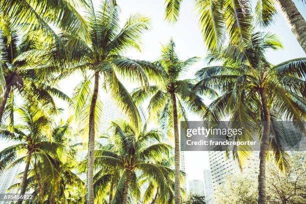 tropische palme in miami - key biscayne florida stock-fotos und bilder