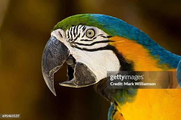 blue macaw parrot with eye open. - face and profile and mouth open stock-fotos und bilder