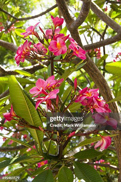 tree with pink flowers. - pink oleander stock pictures, royalty-free photos & images