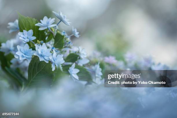 hydrangea like fireworks - セレクティブフォーカス stock-fotos und bilder