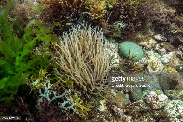 snakelocks anemone - anemonia sulcata fotografías e imágenes de stock