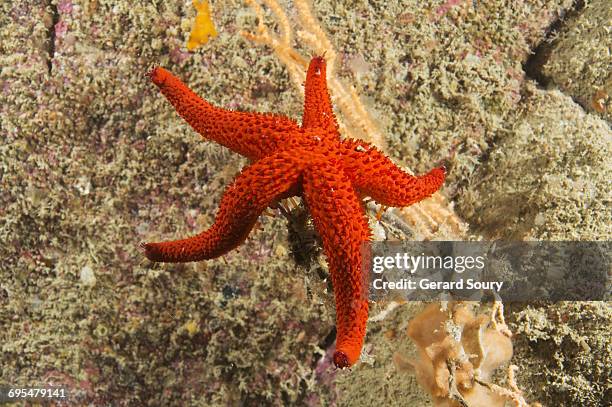 mediterranean red sea-star - starfish 個照片及圖片檔