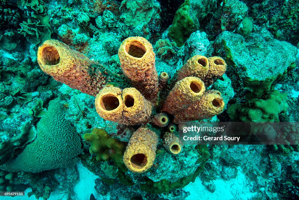 YELLOW TUBE SPONGE