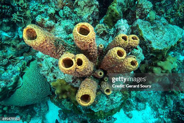 yellow tube sponge - aquatic mammal stock pictures, royalty-free photos & images