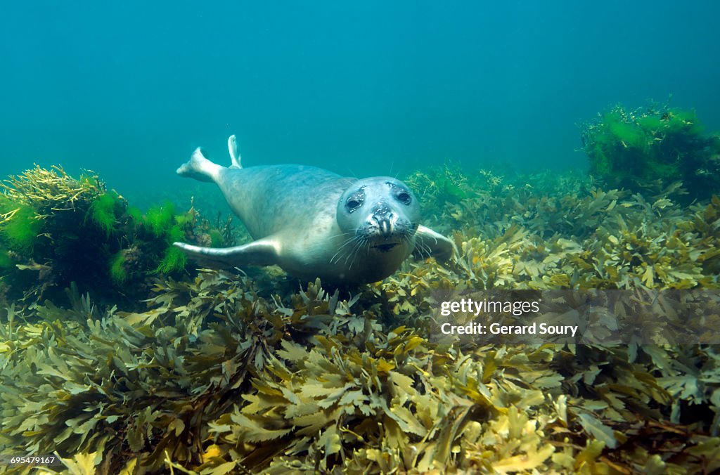 YOUNG FEMALE GREY SEAL
