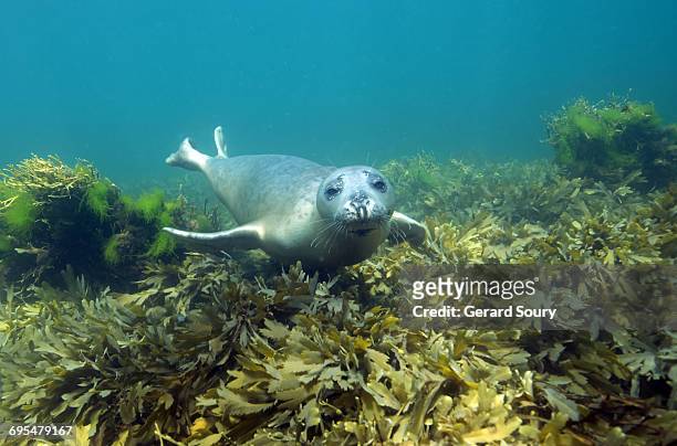 young female grey seal - foca fotografías e imágenes de stock