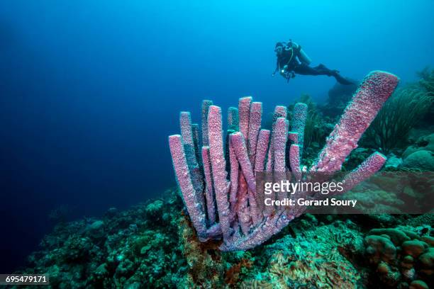 branching vase sponge and a scuba diver - bonaire stock-fotos und bilder