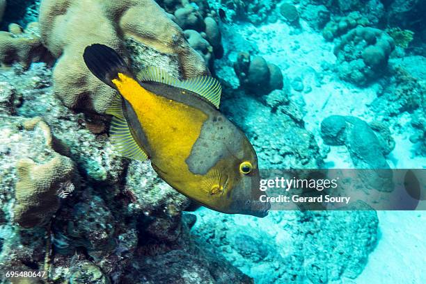 Triggerfish Filefish 86 Trigger Fish Caribbean Stock Photos, High-Res Pictures, and Images ...