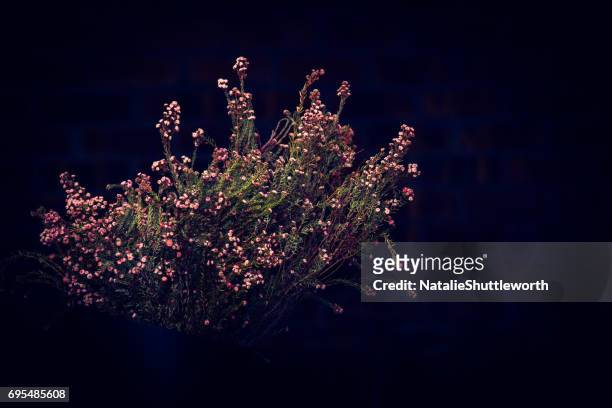 dramatic flowers - fynbos 個照片及圖片檔