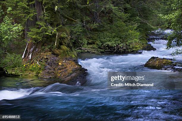 mckenzie river, willamette national forest, oregon - willamette national forest stock pictures, royalty-free photos & images