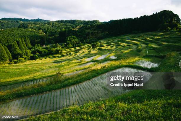 traditional japanese rice terrace, chiba - chiba city stock pictures, royalty-free photos & images