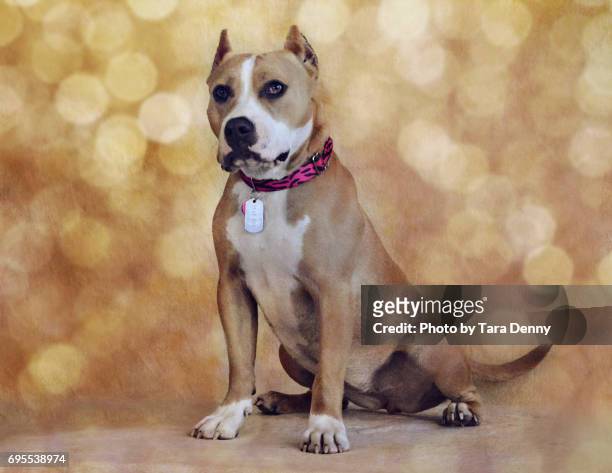tan and white pit bull type dog poses pretty against golden bokeh - fort wayne indiana stock pictures, royalty-free photos & images