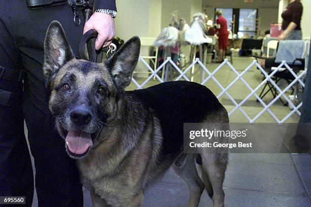 World Trade Center Search and Rescue dog, Apollo, attends the New York Specialty Dog Show February 9, 2002 in New York City. Apollo was the first...