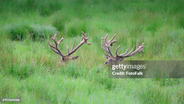 deer2 - hirschartige stock pictures, royalty-free photos & images