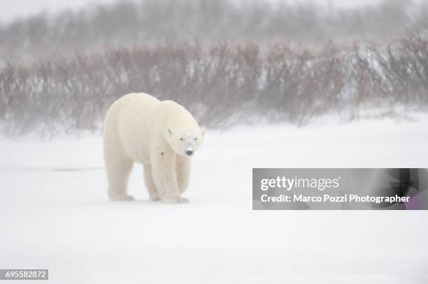 polar bear - composizione orizzontale stock pictures, royalty-free photos & images