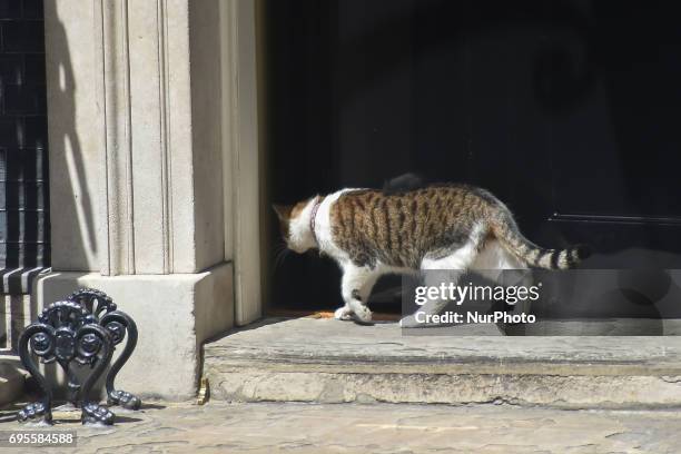 Larry the cat walks into 10 Downing Street, London on June 13, 2017. Prime Minister and Conservative Party leader Theresa May, was heading into...