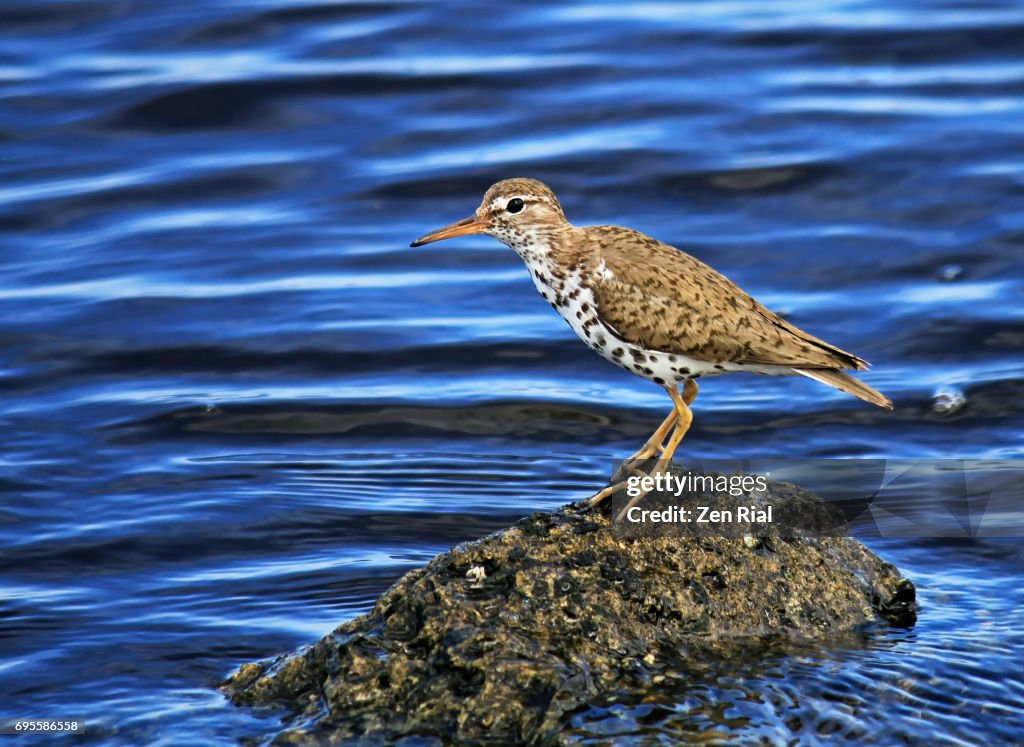 Solitary Spotted Sandpiper, Actitis macularius or Actitis macularia in breeding plumage